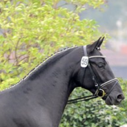St. Moritz junior