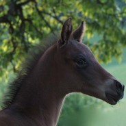 Fohlen